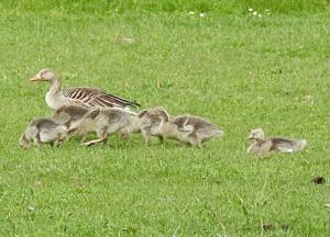 Tom 02 Nog meer ganzen
